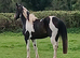 Reduced. 3 yr old Tobiano Thoroughbred x black and white cob Mare