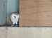 Barn owls