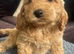 Beautiful Cockerpoo Puppies