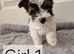 Yorkshire Biewer Terrier Puppies New Photos!