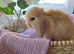 Beautiful black harli split mini lop doe
