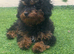 Cavapoo puppy