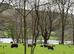 Two Pygmy goats