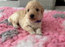 F1Bb miniature labradoodles