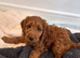 Gorgeous Cavapoo puppies