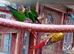 4 Green Cheek conure