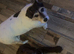 Clumber spaniel puppy