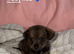 Dachshund x Pomeranian puppies