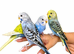 Super silly hand tamed baby budgies for sale
