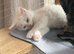 Cute n cuddly kittens for sale