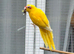 Pair of Kakarikis and a ringneck for sale