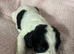 cocker spaniel pups for sale
