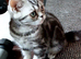 Kittens looking for home
