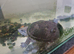 musk turtle