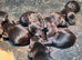 Springador Puppies