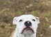 Rehome