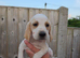 Beagle x harrier