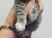 Mainecoons 1 boy and 1 girl left