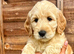 !!!REDUCED!!! STUNNING GOLDENDOODLE PUPPIES