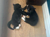 Kittens for sale