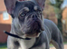 Lilac and tan French bulldog