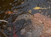 Koi carp