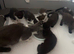 Stunning kittens ready now domestic X ragdoll lovelyColours
