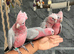 Friendly HandReared Super Tame Cuddly Galah Cockatoo Parrot,27