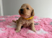 F1Bb miniature labradoodles