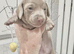 KC REGISTERED FULL PEDIGREE Miniature smooth coat Dachshund Puppies!