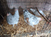 Trio of fantail Bantams