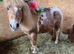 Mother & baby Shetland pony gentle any child can ride