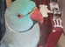 Blue Indian Ringneck parrot