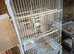 Cockatiel Cage with or without Nest Box