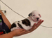 Adorable Puppies Staffordshire Bull Terrier