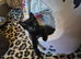 3x Male Kittens. READY NOW