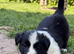 Beautiful Border Collie puppies for sale