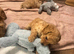 1 beautiful boy and girl available.