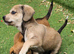 Chiweenie Absolutely beautiful babies