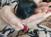 Guniea pigs