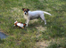 Jack Russel for stud
