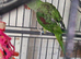 Pair of amazon's for sale