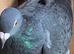 Rare Slaty coloured check racing racer pigeon RPRA ring