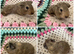 6 smooth baby&rsquo;s sows and boars