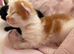 Beautiful kittens for sale!