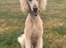 Kc reg male poodle