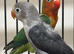 2 baby lovebirds