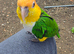 Caiques