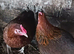 Bantam game bird cross