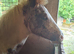 Beautiful Appaloosa Filly Foal